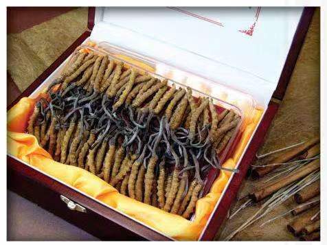 原州冬虫夏草回收